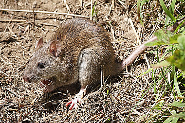Hausratte