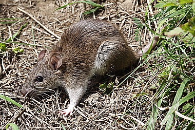 Hausratte