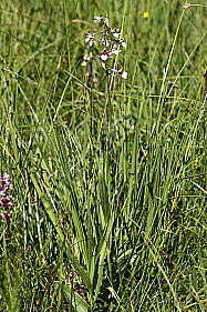 Sumpfstendelwurz