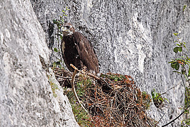 Steinadler Jungtier