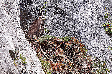 Steinadler Jungtier