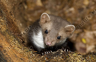 Steinmarder