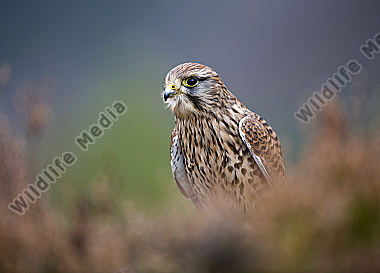 Turmfalke