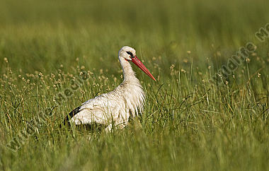 Weißstorch