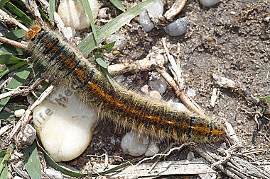 Kleespinner Raupe