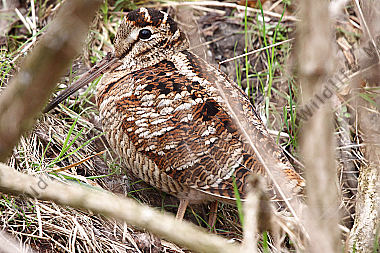 Waldschnepfe