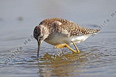 Bruchwasserläufer