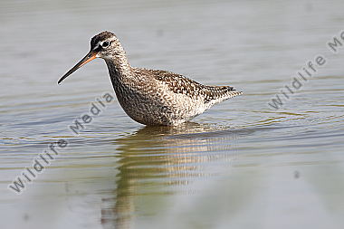 Dunkler Wasserläufer