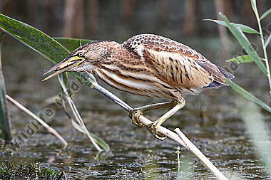 Zwergdommel