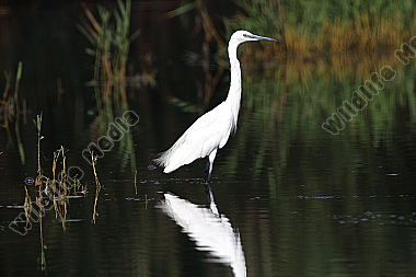 Seidenreiher