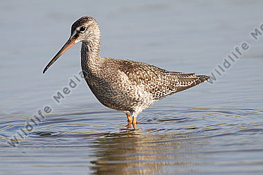 Dunkler Wasserläufer