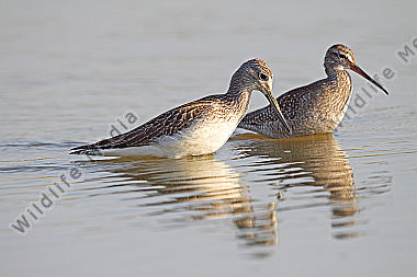 Grünschenkel+Dunkler Wasserläufer