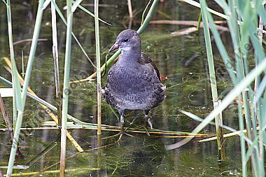Teichhuhn Jungtier