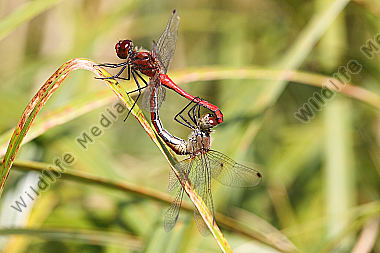 Blutrote Heidelibelle