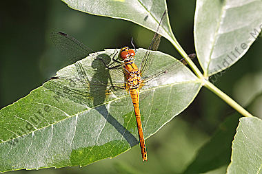 Blutrote Heidelibelle