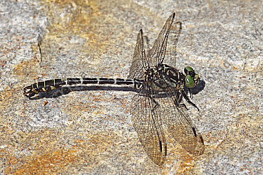 Kleine Zangenlibelle