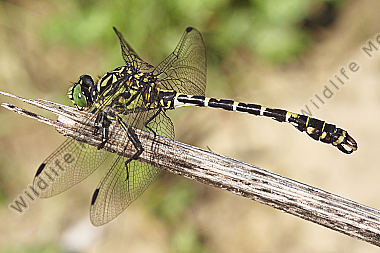 Kleine Zangenlibelle