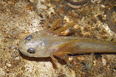 Bergmolch Larve