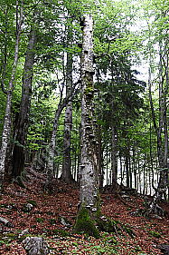 Europäischer Primärurwald