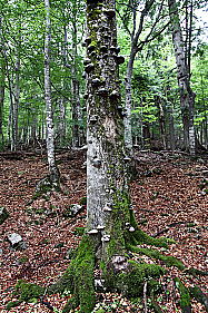 Europäischer Primärurwald