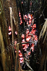 Blutmilchpilz