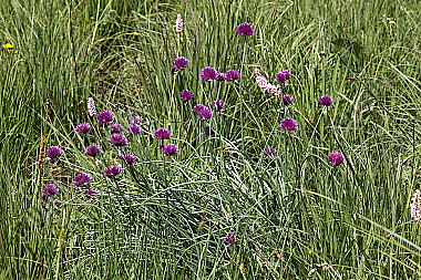 Wilder Schnittlauch