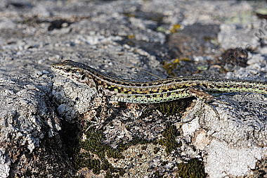 Tyrrhenische Mauereidechse