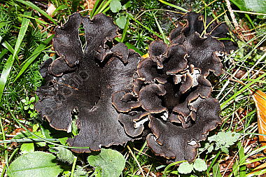 Totentrompeten