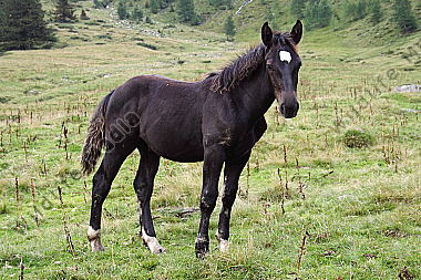 Pferd