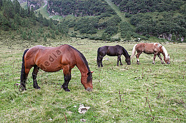 Pferd