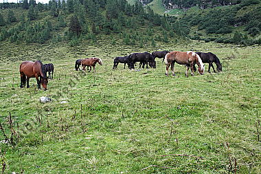 Pferd