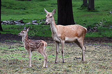 Rotwild mit Jungtier