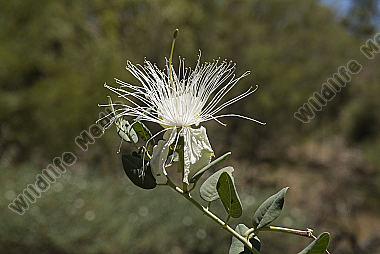 Australia, Botany