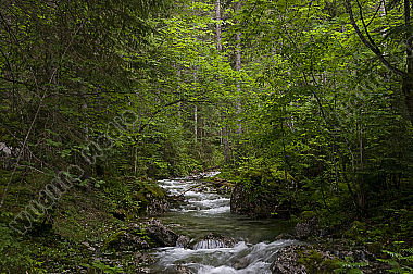 Gosaubach