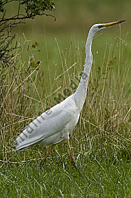 Silberreiher