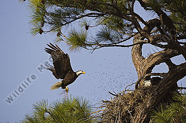 Weisskopfseeadler