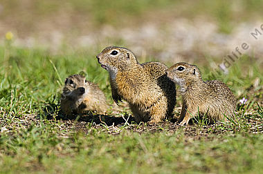Zieselfamilie