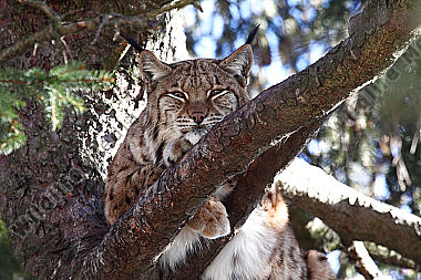 Luchs