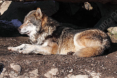 Wolf