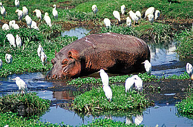 Flußpferd