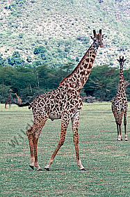 Giraffe