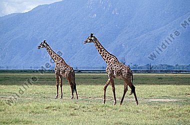 Giraffe
