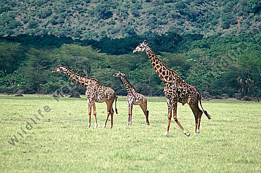 Giraffe