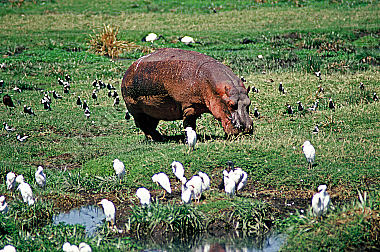 Flußpferd