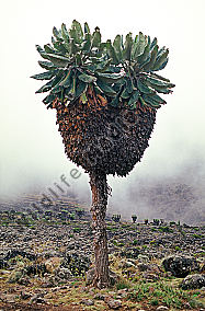 Senetie