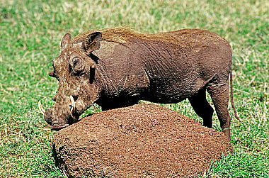 Warzenschwein