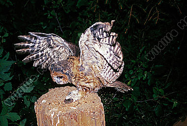 Waldkauz