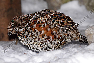 Haselhuhn