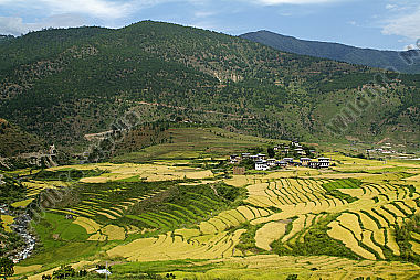 Bhutan, Punakha