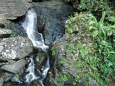 Regenwald Wasserfall